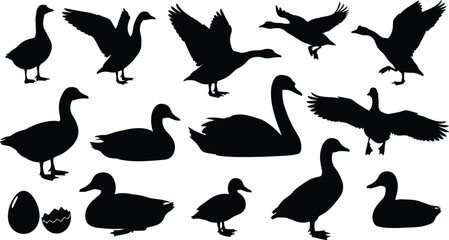 Duck and Goose Silhouette Set Showing Waterfowl in Standing, Swimming, Flying, and Landing Poses, Black Vector Illustration for Wildlife, Nature, Farm, and Bird Concepts
