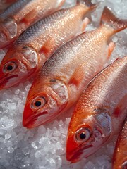 Fresh Red Fish on Ice at Seafood Market