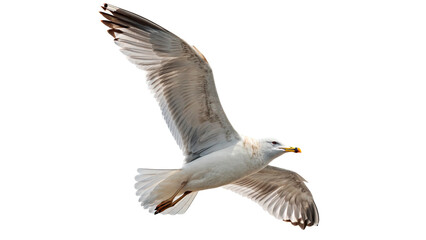 Seagull flying with wings spread isolated on transparent background cut out