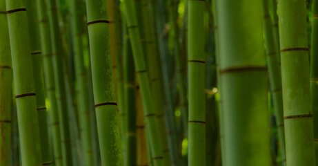 Fototapeta premium 規則正しく並ぶ竹の幹が作り出す自然のストライプ模様