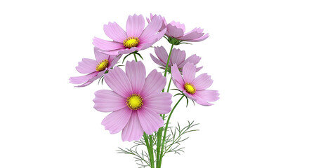 Pink Cosmos Flowers with Yellow Centers