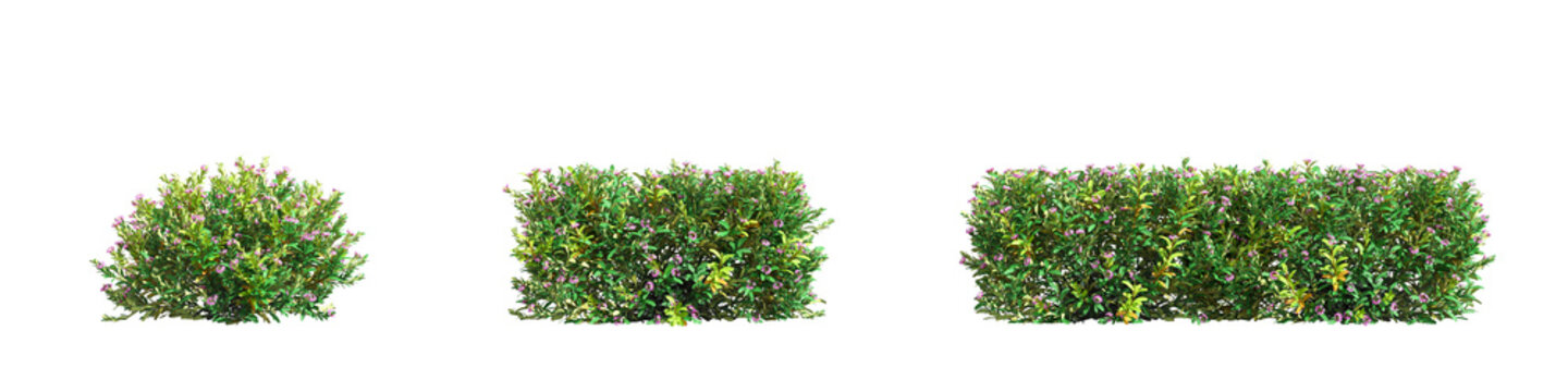 Green garden bush with small pink flowers isolated on transparent background. 3d rendering png format.