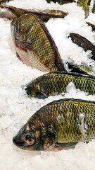 Fresh Whole Fish on Ice at Seafood Market