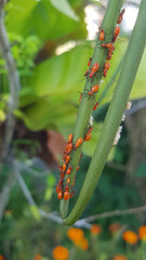 Close-Up of Cotton Stainer Bugs and Nymphs Clustered on Green Plant Stem in Natural Environment