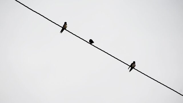 Small birds resting and moving on an electric cable in the city. Wildlife in the city during daytime.