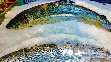 Fresh Whole Salmon on Ice at Seafood Market Display