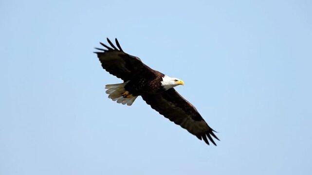 Majestic Bald Eagle Soaring Gracefully Against a Clear Blue Sky.