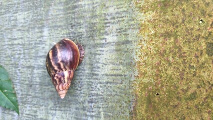 A large garden snail with a brown striped shell clinging to a textured, weathered concrete wall. © Aliioss