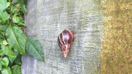 A large garden snail with a brown striped shell clinging to a textured, weathered concrete wall. © Aliioss