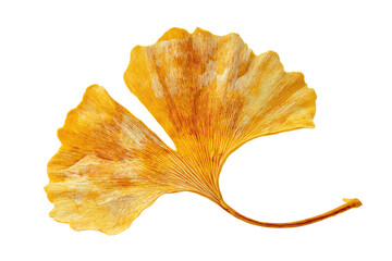 Fototapeta premium A single vibrant orange flower blooming on a green stem, isolated on transparent background