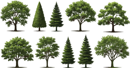 Collection of green trees vector illustrations, different types of deciduous and coniferous trees, nature, forest, landscape, environment, isolated © Creative Rejia