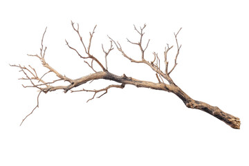 Fototapeta premium A bare tree branch with no leaves, showcasing its stark, winter appearance, isolated on transparent background
