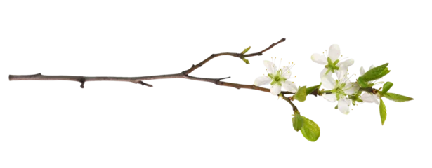 Fotobehang Bloesem Young twig with small green leaves and flowers of cherry isolated on white or transparent background. Seasonal blooming.  © Ortis