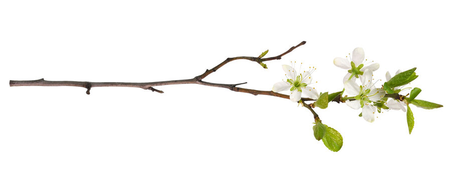 Young twig with small green leaves and flowers of cherry isolated on white or transparent background. Seasonal blooming.