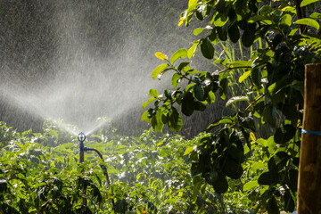 Sprinkler irrigation system watering a lush green agricultural field in Brazil. Water sprays in droplets over the crops, essential for growth, farming, and modern food production technology. © AlfRibeiro