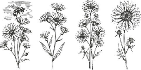 Floral botanical ink drawings of wildflowers with detailed stems, leaves, bees, and blossoms in vintage