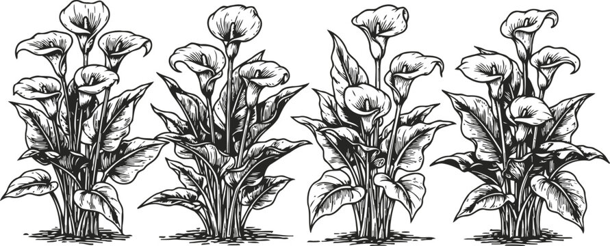 Hand drawn calla lily plants with detailed leaves and flowers in vintage engraving botanical illustration