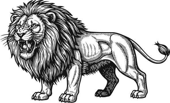 Fierce roaring lion with detailed mane standing in side profile wild animal sketch illustration