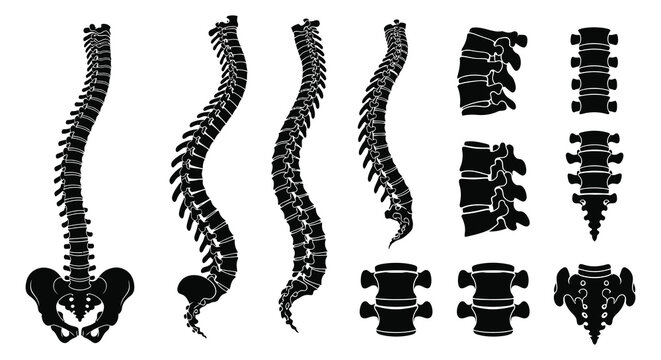 Anatomical illustration of human spines in various views and sections presented as a black silhouette on transparent background high quality professional