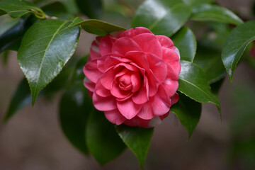 菊冬至　ツバキ