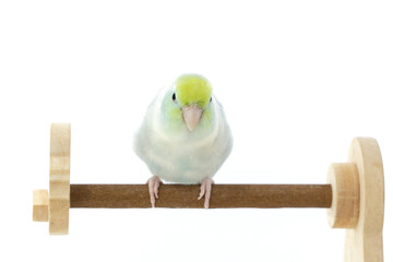 A Captive Forpus Parrotlet Perching on a Wooden Stand Isolated on White Background