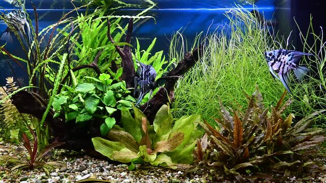 Freshwater aquarium with snags, green stones, tropical fish and water plants. Blue marbled angelfish.