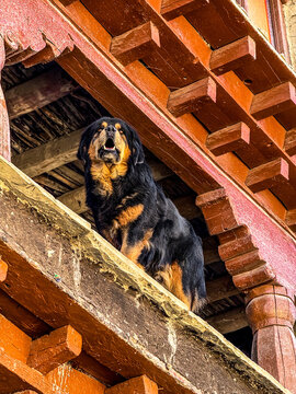 Dog breed found only in Nepal Bhote Dog