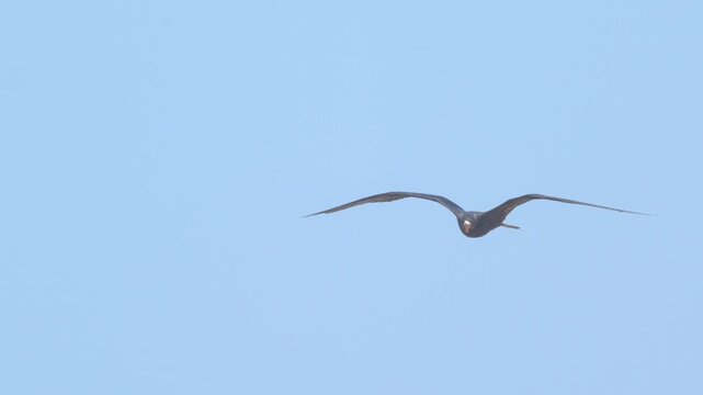 Male frigatebird flying in slow motion against blue sky Piura Peru