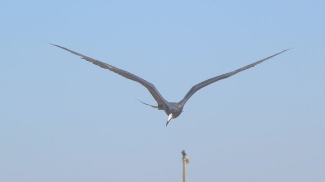 Frigatebird flapping into headwind with blue sky Piura Peru
