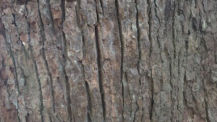 Obraz premium tree bark texture