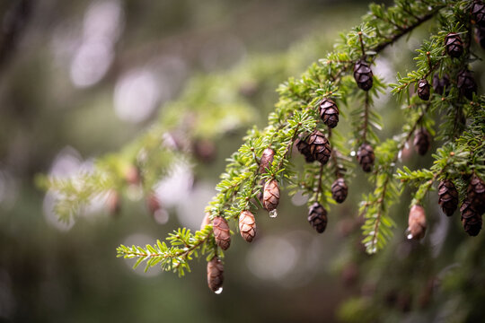 Western hemlock conifer tree in rain