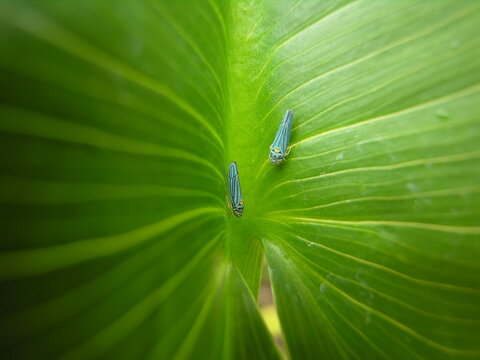 Two leafhoppers on green leaf with natural symmetry, macro photography