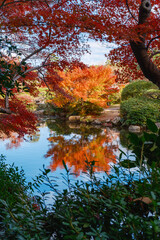水面に映る色鮮やかなもみじと日本の伝統的な庭園風景