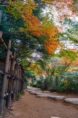 日本庭園の紅葉に囲まれた竹垣と石畳の散策路