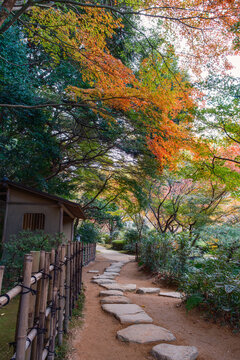 伝統的な竹垣と美しい紅葉の風景
