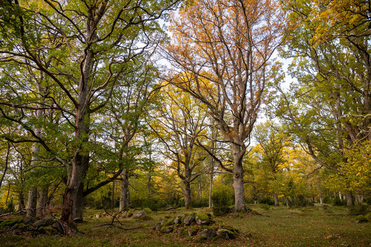 Rumskulla oak forest area in Sweden