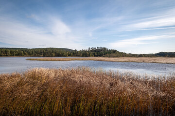 Obraz premium Lake with dry grass in Sweden