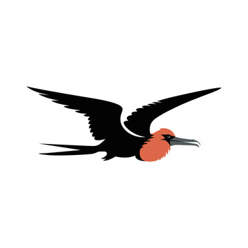 Flying frigate bird logo