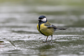 Obraz premium Great Tit (Parus major) standing on the ice of a pond in the forest in the Netherlands 