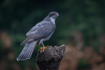 Adult of Northern Goshawk (Accipiter gentilis) on a branch in the forest of Noord Brabant in the Netherlands. 