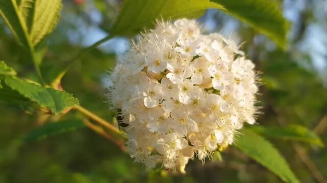 Viburnum opulus blossom close-up with green leaves and soft sunlight background
