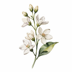 Beautiful white flowers with green leaves on a stem illustration