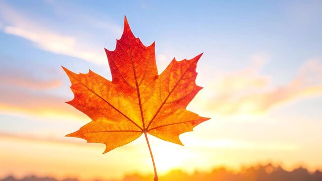 Close-up of a vibrant, colorful maple leaf against a warm sunset sky