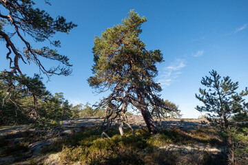 Obraz premium Segersgärde nature reserve near Västervik in Sweden
