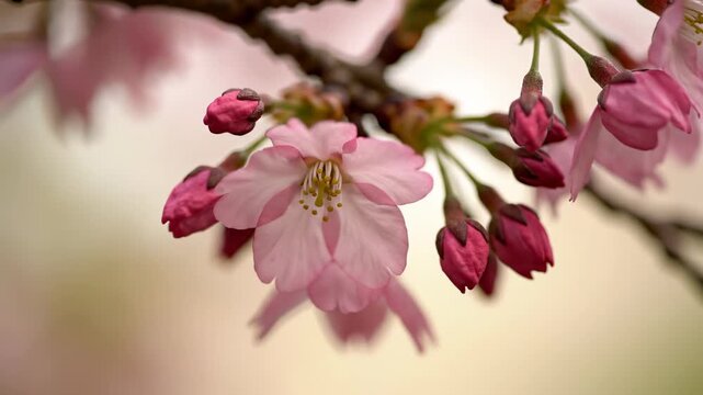 Rack focus transition revealing the sharp details of a single delicate cherry blossom with pink buds on a smoothly blurred cream background beautiful, beauty, macro