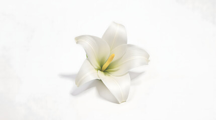 Fototapeta premium Elegant Detailed Close-up White Lily Flower Blossom on Clean Backdrop