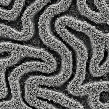 High Resolution Ion Abrasion SEM Of Rough ER Cisternae And Ribosome Studded Membrane
