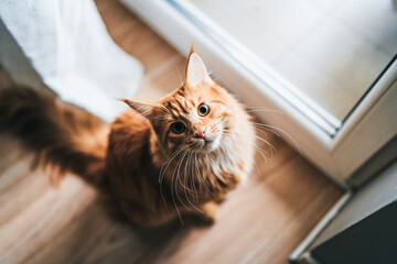 Lovely Maine Coon with long whiskers