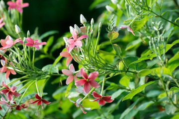 Obraz premium Combretum Indicum Rangoon Creeper With Vibrant Pink Flowers