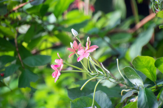 Combretum Indicum Rangoon Creeper With Delicate Pink Flowers On Vine